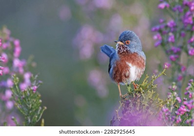 Colorful dartford warbler (Sylvia undata) perched on a bush with pink flowers. Exotic bird with red and blue colors looking at the camera. Nature background of a mediterranean wild bird. Zamora, Spain