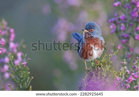 Colorful dartford warbler (Sylvia undata) perched on a bush with pink flowers. Exotic bird with red and blue colors looking at the camera. Nature background of a mediterranean wild bird. Zamora, Spain