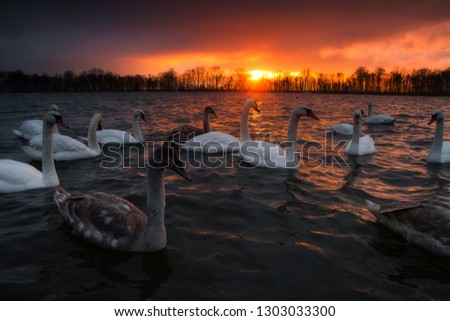 Similar – Foto Bild Ledas Schwäne Umwelt Natur