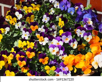 Colorful decoration of blooming flowers of heartsease or Viola or Pansy flowers ; Viola × wittrockiana with blurry background