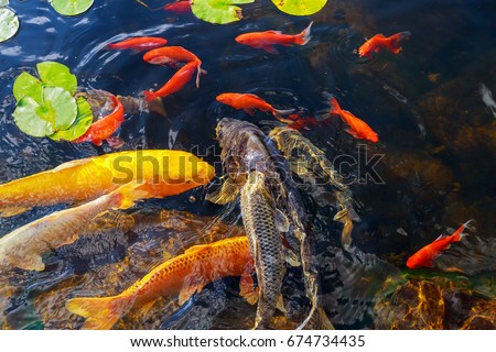 Colorful decorative fish float in an artificial pond, view from above