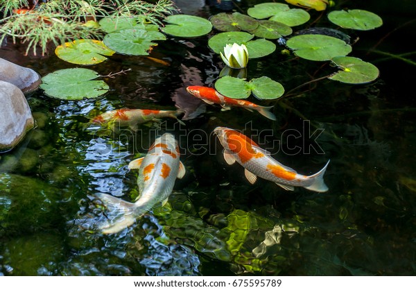 人工池に浮かぶカラフルな飾り魚 上から見る の写真素材 今すぐ編集 人工池に浮かぶカラフルな飾り魚 上から見る の写真素材 今すぐ編集