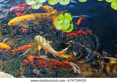 Colorful decorative fish The goldfish floats in an artificial pond
