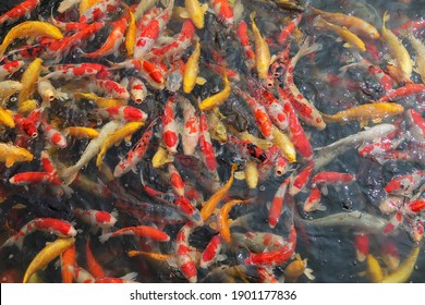 Colorful Decorative Koi Fish In Pond, Trying To Eat Food, View From Above.