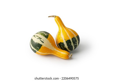 Colorful decorative pumpkins isolated on white background for Thanksgiving, Halloween. Set of mini pumpkins.