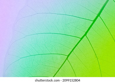 Colorful decorative skeleton leaves With a transparent shape, looks abstract from nature with a beautiful background.