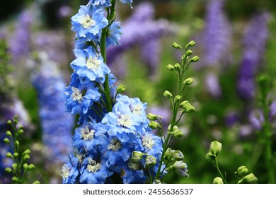 colorful Delphinium or Candle Delphinium or English Larkspur or Tall Larkspur flowers blooming in the garden   