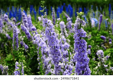 colorful Delphinium or Candle Delphinium or English Larkspur or Tall Larkspur flowers blooming in the garden    