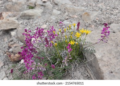 A Colorful Desert Plateau Boquet