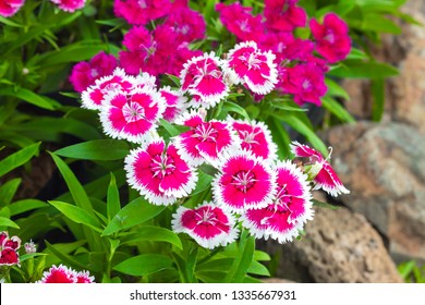 Dianthus Barbatus High Res Stock Images Shutterstock