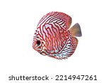Colorful discus (Pompadour fish) on isolated white background. Symphysodon aequifasciatus is freshwater cichlids fish native to the Amazon river, South America. 