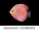 Colorful discus (Pompadour fish) on isolated black background. Symphysodon aequifasciatus is freshwater cichlids fish native to the Amazon river, South America. 