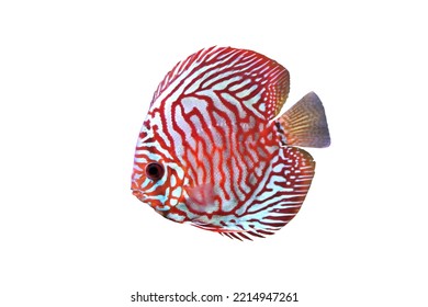 Colorful discus (Pompadour fish) on isolated white background. Symphysodon aequifasciatus is freshwater cichlids fish native to the Amazon river, South America. 