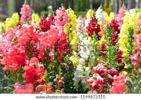 The colorful dragon flowers field, background. Snapdragon flowers