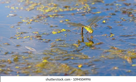 Colorful dragonfly on a plant reflecting in the water. Dragonfly laying eggs.