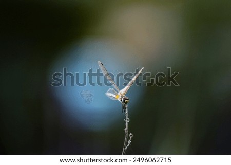 Similar – la plante blanche Flower