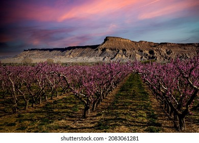 Colorful and dramatic sunrise over blooming peach orchards in Palisade Colorado with Mount Garfield in distance