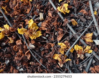 Colorful dried leaves and dried twigs - Shutterstock ID 2355279653