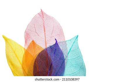 Colorful Dry Skeletal Leaves On White Background 