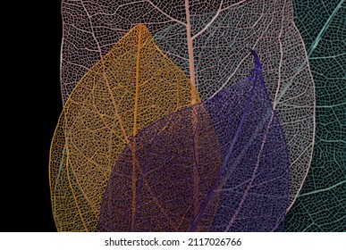 Colorful Dry Skeletal Leaves On Black Background 