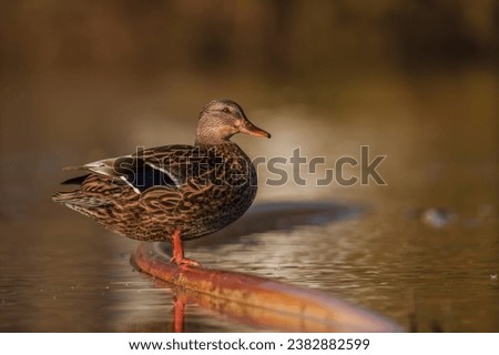 Colorful duck standing in lake during sunset