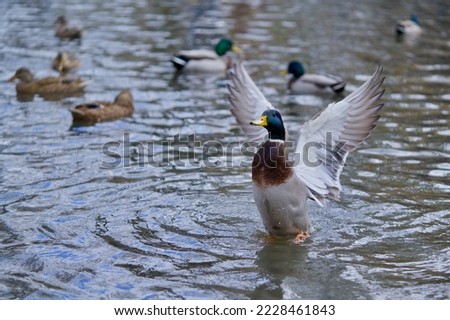 Colorful Ducks in a Pond by the Humber River, Toronto, Ontario, Canada