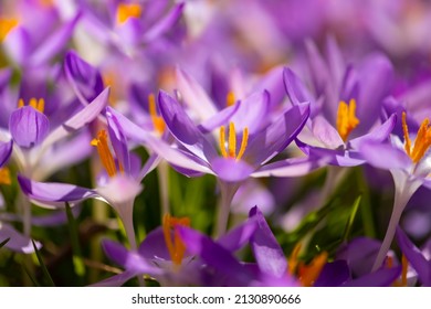 Colorful Early Bloomer Crocus Flowers With Orange Stamens And Violet Petals On A Bright Spring Day Back Lit By Sun. Crocus Is A Genus Of Flowering Plants In The Iris Family Growing From Corms. 