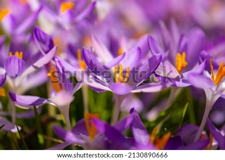 Colorful early bloomer Crocus Flowers with orange stamens and violet petals on a bright spring day back lit by sun. Crocus is a genus of flowering plants in the iris family growing from corms. 
