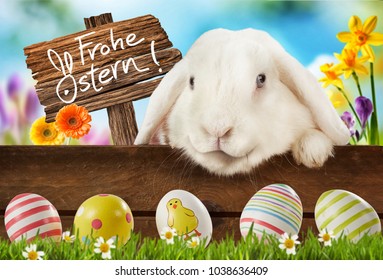 Colorful Easter background with cute white bunny rabbit peering over a rustic wooden fence in a spring meadow at decorated eggs and a sign in German Frohe Ostern or Happy Easter