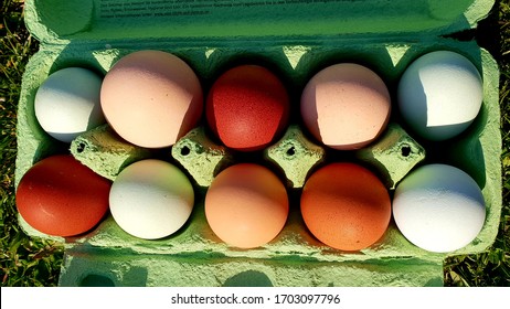 303 Easter egger chicken Images, Stock Photos & Vectors | Shutterstock