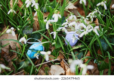 Colorful Easter eggs hidden in grass with beautiful snowdrop flowers. Easter egg hunt, popular activity for kids