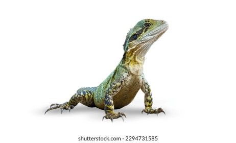 Colorful Eastern Water Dragon Lizard isolated, on white background
