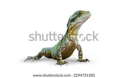 Colorful Eastern Water Dragon Lizard isolated, on white background
