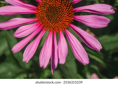 A colorful echinacea pink flower showcases its wide petals and striking orange central disc, flourishing in a lush garden under a clear blue sky, radiating natural beauty and vibrant colors. - Powered by Shutterstock