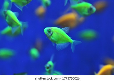 Fluorescent Fish High Res Stock Images Shutterstock