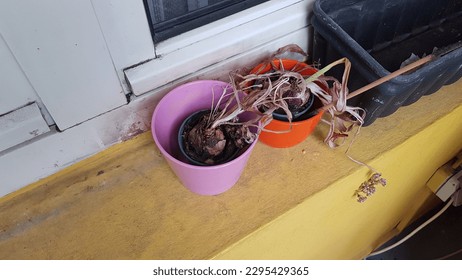 colorful empty flower pots on window sill. flower pots with dried plants and flowers on window ledge. dry flowers. dead plants in pots. - Powered by Shutterstock