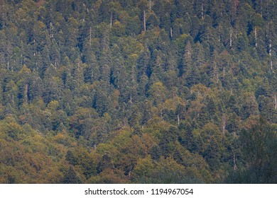 47 Eary Forest Images, Stock Photos & Vectors | Shutterstock