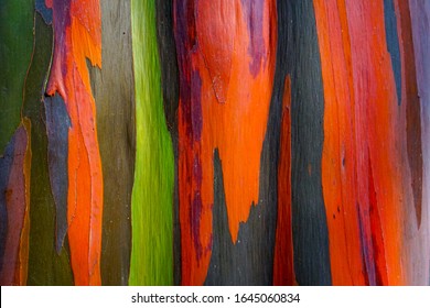 The Colorful Of Eucalyptus Deglupta Bark