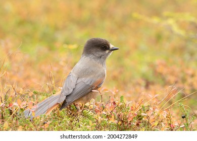 Colorful Eurasian Bird, Siberian Jay, Perisoreus Infaustus, On Colorful Bog Background During Autumn Foliage In Kuusamo, Northern Finland, Europe