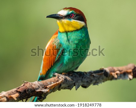 Colorful European bee-eater close-up is sitting on a dry branch