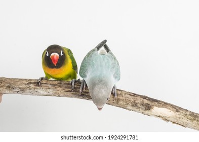 Colorful Exotic Bird Lovebird Agapornis 