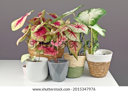 Colorful exotic Caladium plants in flower pots on white table