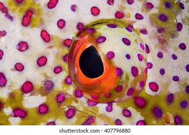 Colorful eye of a coral grouper.