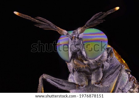 colorful eyes of a soldier fly