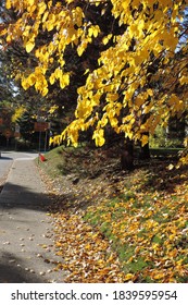 Colorful fall branches on the background of streets in Toronto neighborhoods