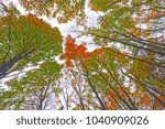 Colorful Fall Canopy on a Cloudy Day in Mark Twain State Park in Missouri