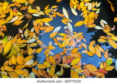 Colorful Fall Colors Foliage Leaves Floating In Garden Pond In Autumn