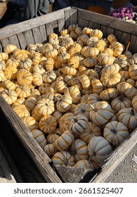 A colorful fall display of assorted pumpkins in rustic wooden crates at a farm stand. The mix of textures and shades—orange, white, green, and bumpy—captures the cozy charm of autumn harvest.
