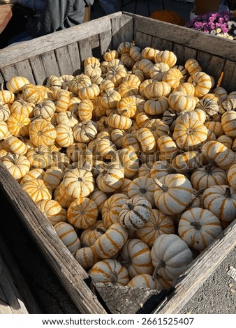 A colorful fall display of assorted pumpkins in rustic wooden crates at a farm stand. The mix of textures and shades—orange, white, green, and bumpy—captures the cozy charm of autumn harvest.