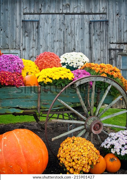 Colorful Fall Flowers Pumpkins Old Antique Stock Photo (Edit Now) 215901427